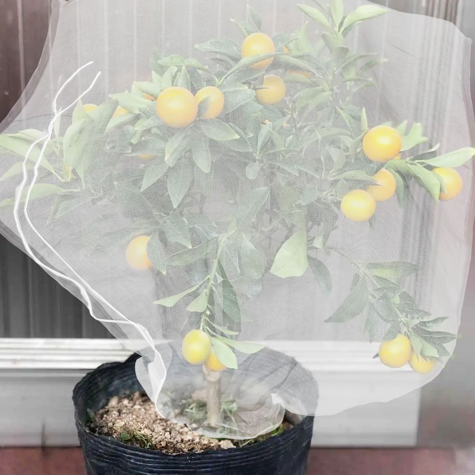8枚組の細かいメッシュ製植物保護バッグ、ブルーベリーの木や野 - Mesh Net Bag のレビューと価格